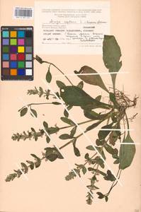 Живучка ползучая L., Восточная Европа, Московская область и Москва (E4a) (Россия)