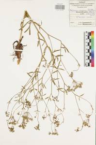 Резак обыкновенный Bernh., Восточная Европа, Центральный район (E4) (Россия)