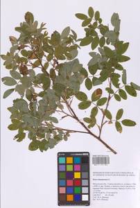 Шиповник майский Herrm., Восточная Европа, Московская область и Москва (E4a) (Россия)