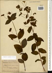 Молочай чешуйчатый Willd., Кавказ, Абхазия (K4a) (Абхазия)