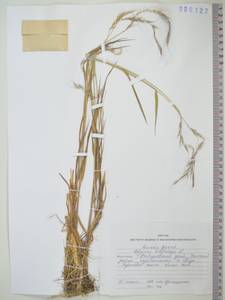 KHA6127, Пырейник сибирский L., Сибирь, Дальний Восток (S6) (Россия)