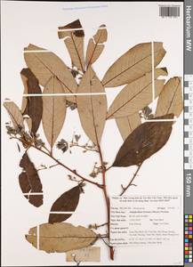 Alniphyllum fortunei (Hemsl.) Makino, Зарубежная Азия (ASIA) (Вьетнам)