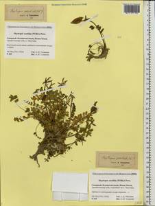 Остролодочник грязноватый (Willd.) Pers., Восточная Европа, Северный район (E1) (Россия)
