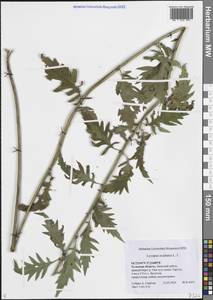 Зюзник высокий L.fil., Восточная Европа, Центральный район (E4) (Россия)