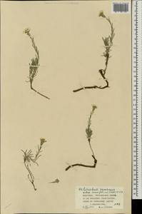 Stevenia tenuifolia (Steph. ex Willd.) D.A.German, Монголия (MONG) (Монголия)