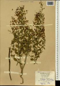 Alhagi sparsifolia Shap., Зарубежная Азия (ASIA) (КНР)