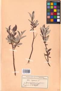 Ива лопарская L., Восточная Европа, Московская область и Москва (E4a) (Россия)