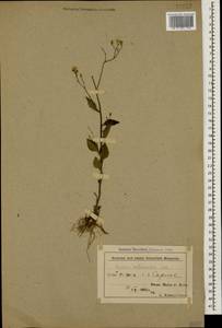 Бородавник промежуточный (M. Bieb.) Hayek, Кавказ, Азербайджан (K6) (Азербайджан)