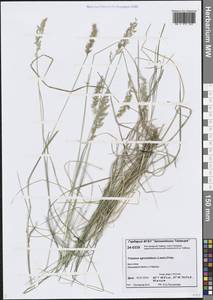 Koeleria subalpestris (Hartm.) Barberá, Quintanar, Soreng & P.M.Peterson, Сибирь, Центральная Сибирь (S3) (Россия)