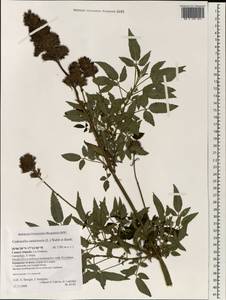 Cedronella canariensis (L.) Webb & Berthel., Африка (AFR) (Испания)
