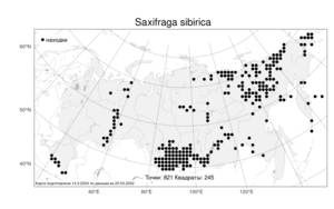 Saxifraga sibirica, Камнеломка сибирская L., Атлас флоры России (FLORUS) (Россия)
