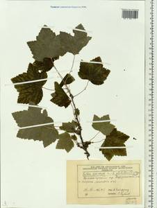 Ribes spicatum subsp. lapponicum Hyl., Сибирь, Центральная Сибирь (S3) (Россия)