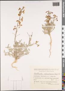 Левкой душистый (M.Bieb.) W.T.Aiton, Кавказ, Азербайджан (K6) (Азербайджан)