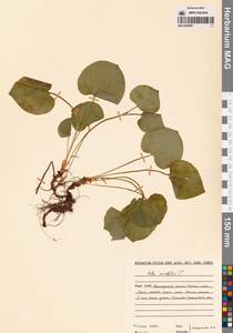 Фиалка удивительная L., Восточная Европа, Северный район (E1) (Россия)