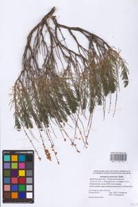 Полынь солянковидная Willd., Восточная Европа, Восточный район (E10) (Россия)