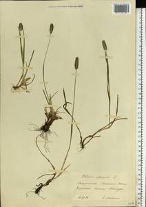 Тимофеевка альпийская L., Восточная Европа, Западно-Украинский район (E13) (Украина)