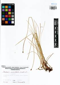 Болотница сосочковая (H.Lindb.) H.Lindb., Сибирь, Прибайкалье и Забайкалье (S4) (Россия)