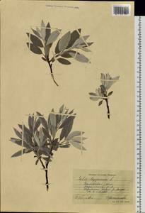 Ива лопарская L., Сибирь, Западная Сибирь (S1) (Россия)