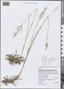 Chrysopogon aciculatus (Retz.) Trin., Зарубежная Азия (ASIA) (Вьетнам)