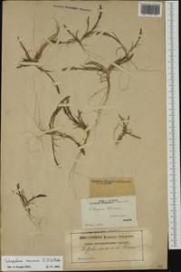 Catapodium marinum (L.) C.E.Hubb., Западная Европа (EUR) (Франция)