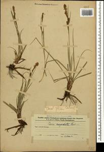 Carex flacca subsp. erythrostachys (Hoppe) Holub, Кавказ, Азербайджан (K6) (Азербайджан)