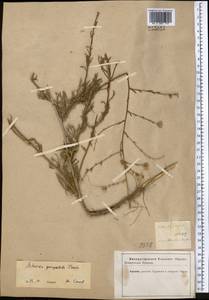 Полынь пятидольчатая Trautv., Средняя Азия и Казахстан, Прикаспийский Устюрт и Северное Приаралье (M8) (Казахстан)