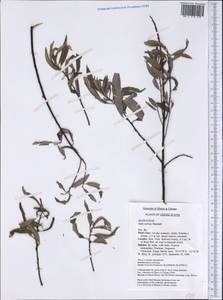 Salix sericea Muhl., Америка (AMER) (США)