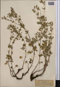 Лапчатка серебристая L., Средняя Азия и Казахстан, Северный и Центральный Тянь-Шань (M4) (Казахстан)