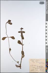 Живучка ползучая L., Восточная Европа, Центральный район (E4) (Россия)