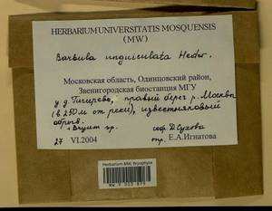 Barbula unguiculata Hedw., Гербарий мохообразных, Мхи - Москва и Московская область (B6a) (Россия)