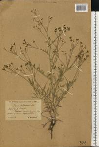 Триния щетинисто-волосистая, Триния щетинистоволосая Hoffm., Восточная Европа, Нижневолжский район (E9) (Россия)