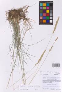 Тонконог пирамидальный (Lam.) P.Beauv., Восточная Европа, Московская область и Москва (E4a) (Россия)