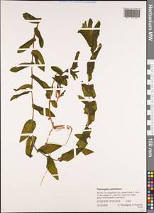 Рдест пронзеннолистный, Рдест стеблеобъемлющий L., Сибирь, Якутия (S5) (Россия)