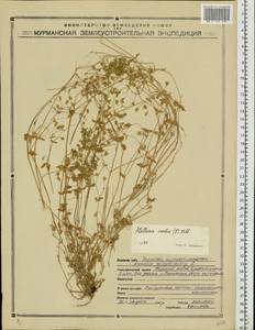 Звездчатка средняя, Мокрица (L.) Vill., Восточная Европа, Северный район (E1) (Россия)