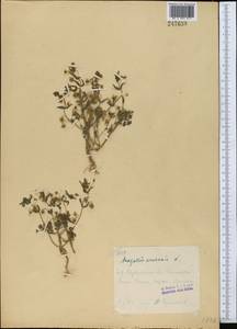 Lysimachia arvensis (L.) U.Manns & Anderb., Средняя Азия и Казахстан, Западный Тянь-Шань и Каратау (M3) (Узбекистан)