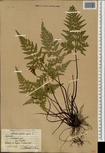 Костенец черный L., Кавказ, Азербайджан (K6) (Азербайджан)