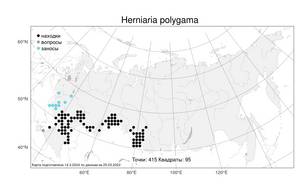 Herniaria polygama, Грыжник многобрачный Gay, Атлас флоры России (FLORUS) (Россия)