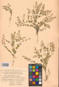 Клоповник пронзеннолистный L., Восточная Европа, Нижневолжский район (E9) (Россия)