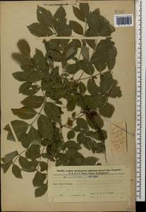 Ясень высокий, Ясень обыкновенный L., Кавказ, Азербайджан (K6) (Азербайджан)