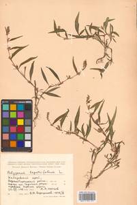 Горец развесистый, Горец щавелелистный развесистый, Сибирь, Дальний Восток (S6) (Россия)