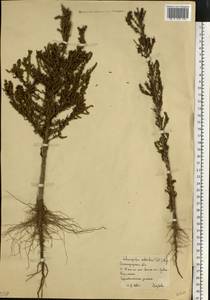 Sedobassia sedoides (Pall.) Freitag & G.Kadereit, Восточная Европа, Нижневолжский район (E9) (Россия)