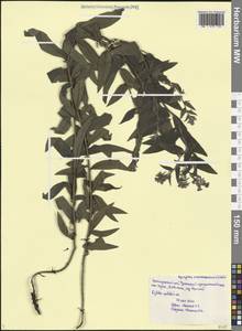 Эгонихон пурпурно-голубой (L.) Holub, Кавказ, Черноморское побережье (от Новороссийска до Адлера) (K3) (Россия)