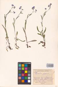MHA 0 153 377, Myosotis alpestris subsp. suaveolens (Waldst. & Kit. ex Willd.) Strid, Восточная Европа, Средневолжский район (E8) (Россия)