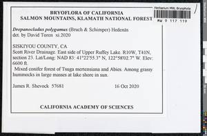 Drepanocladus polygamus (Schimp.) Hedenäs, Гербарий мохообразных, Мхи - Америка (BAm) (США)