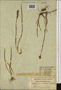 Narthecium ossifragum (L.) Huds., Западная Европа (EUR) (Швеция)