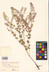 Клоповник пронзеннолистный L., Восточная Европа, Южно-Украинский район (E12) (Украина)