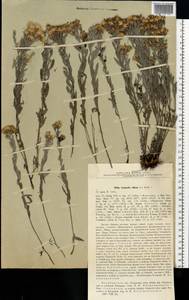 Солонечник мохнатый, Грудница мохнатая (L.) Rchb. fil., Восточная Европа, Восточный район (E10) (Россия)