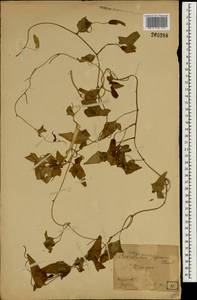 Calystegia pubescens Lindl., Зарубежная Азия (ASIA) (Япония)