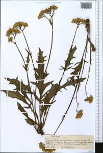 Asteraceae, Африка (AFR) (Эфиопия)