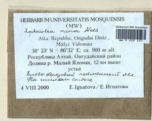 Lophocolea minor Nees, Гербарий мохообразных, Мхи - Западная Сибирь (включая Алтай) (B15) (Россия)